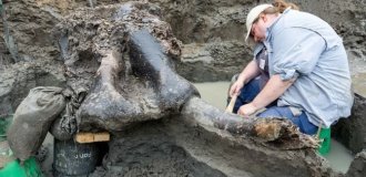 A 13,600-year-old mastodon skull was found in Iowa (7 photos + 1 video)