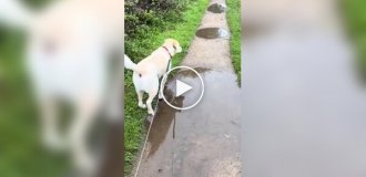 A dog's acquaintance with ducks did not go according to plan