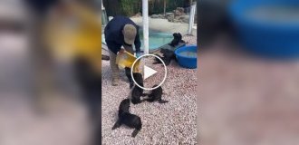 Утро детенышей морских львов