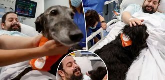 Собаки-терапевты трудятся в одной из больниц Барселоны (5 фото)