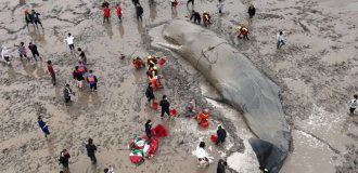 How do they save a beached whale? A complex operation involving hundreds of hands (8 photos)