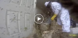 Огромное гнездо и целое облако ос: уборка обещала быть непростой