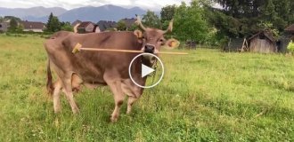 Корова сама чешет себя щеткой