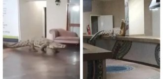 Крокодил посетил ресторан при отеле в Африке (3 фото)