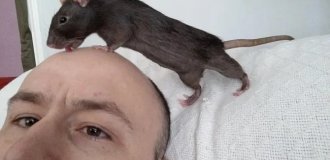 От переносчика чумы до любимого питомца: история одомашнивания крыс (9 фото)