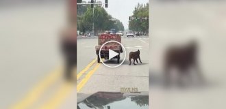 Acrobat dog: constantly jumping from a trailer onto the road and back