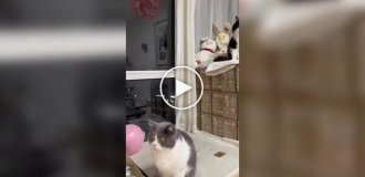 Кошка в шоке от нейросетевого видео