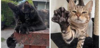 30 фото выпущенных коготков, от которых тают сердца (31 фото)