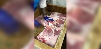 How *salò* (cured pork fat) is prepared in Italy