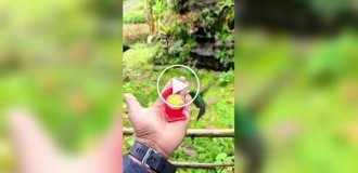 Редкий вид колибри из Перу