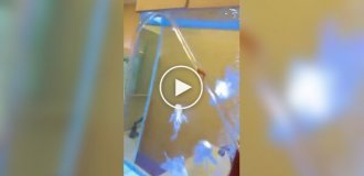 Аквариумная кругосветка: как домашняя золотая рыбка обрела собственный аквапарк прямо в гостиной (фото + видео)