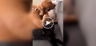 A dog used an original way to wake up a dozing cat