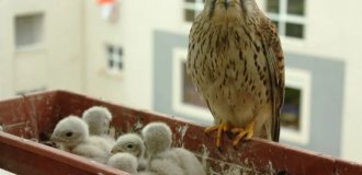 Что делать, если на балконе появилось гнездо хищной птицы? (12 фото)