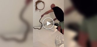 A moment before the tragedy: a deadly snake in the bedroom scared the owners of the house