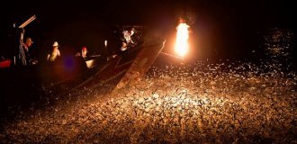 Опасная рыбалка на огонь: умирающая традиция Азии (6 фото)