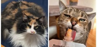 20 пушистых примеров наполнения нашей жизни глубоким смыслом (21 фото)