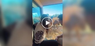 Отель в Австралии, где постояльцы живут бок о бок с дикими животными