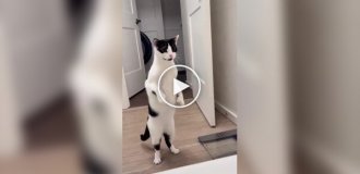 Cats who are very worried about their owners in the bathroom