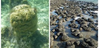 Living stones older than civilization: the history of the Hamelin Pool stromatolites (21 photos + 1 video)