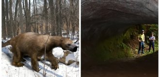 Ленивцы- великаны с менталитетом экскаваторов и 600-метровые тоннели,  точное происхождение которых учёные пока не могут объяснить (10  фото)