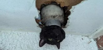 Rescuing a cat stuck in a pipe (4 photos)