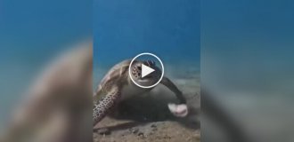 Черепаха попробовала съесть морского червя