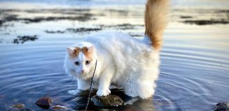 Турецький ван: кішки, які люблять воду (4 фото)