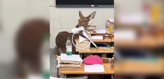 Олень забрел в китайскую школу и съел домашнее задание ученика