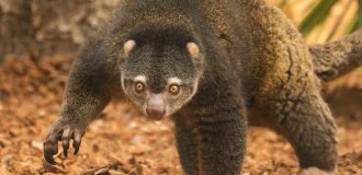 The Bear Cuscus: Indonesia's Bizarre Blend of Raccoon and Sloth (9 Photos)