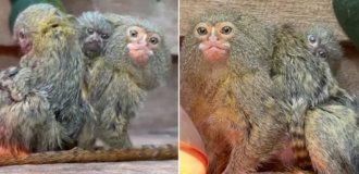 На пороге исчезновения: "самая маленькая в мире" обезьяна родила детенышей-близнецов (3 фото)