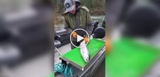 Express fish cleaning