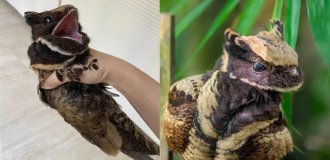 Большой ушастый козодой: жуткая птица невероятной красоты (7 фото)