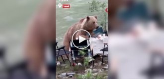 Медведь полакомился едой туристов