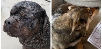 25 sketches of charming suspects in crimes of domestic disorder (26 photos)