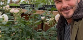From rags to riches and back to rags: Billionaire David Beckham traded football for strawberry tasting (3 photos + 3 videos)
