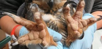 A selection of the most amazing paws from the world of living creatures (15 photos)