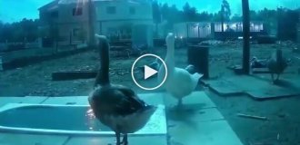 Geese's reaction to a meteor