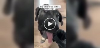 Как выглядит слюна кошки и собаки под микроскопом ., слюна, собака