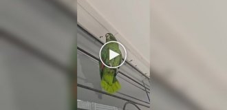 Попугай пародирует курицу