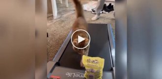 The cat confidently moves towards his goal