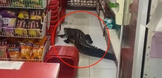Крокодил устроил переполох в индонезийском супермаркете (3 фото + 1 видео)