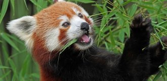 Как красные панды стали вегетарианцами (12 фото)