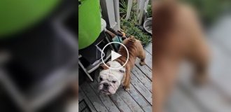 A bulldog skateboarder went for a walk