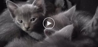 What does a whole basket of kittens sound like?