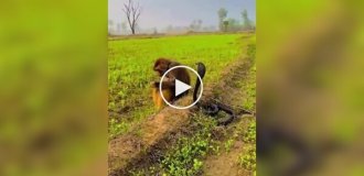 Обезьяна спокойно играет с коброй