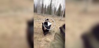 Черная медведица не забыла своего спасителя