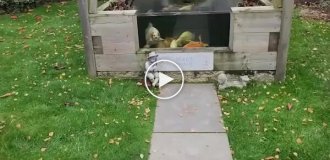 Хозяину карпа с человеческим лицом пришлось нанять охрану