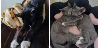 Отдых с пиететом: 20 котиков, которые превратили лень в искусство (21 фото)