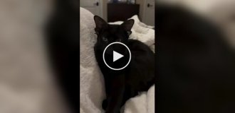 Кот с четырьмя ушками