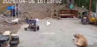 Пес спешит на помощь